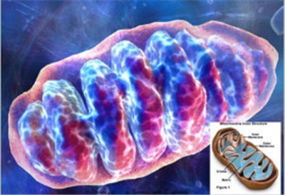 線粒體膜電位檢測