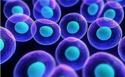 細胞共培養(yǎng)