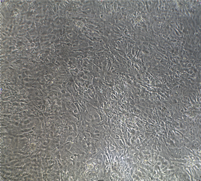 細(xì)胞實(shí)驗(yàn)